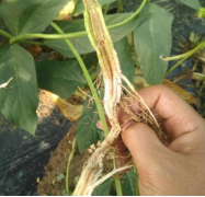 15452950494314657rPh.png 圖片1.png